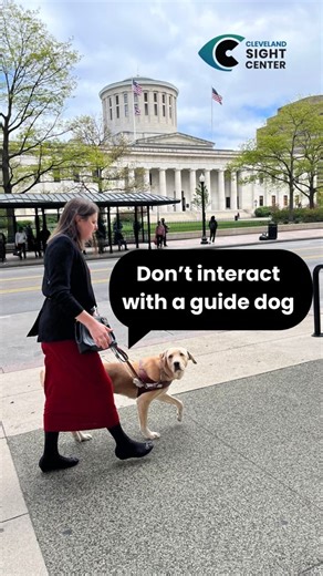 NEVER distract a guide dog when they're working! 🦮 | Cleveland Sight Center