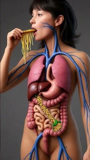 What Happens When You Eat Noodles 🍜 | 3D Female Body Digestion Animation