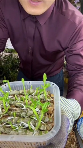 Bes propagation dendrobium with simple tips🌱🌱🌱🌱🌱🌵🌵