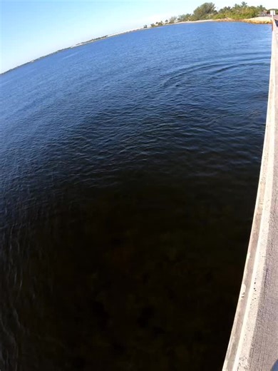 Dolphin training day #saltlife #fin_breacher_fishing #fishing #fypシ #florida #sanibelisland #DontQuitYourDaydream #epic #ocean #sun #dolphin