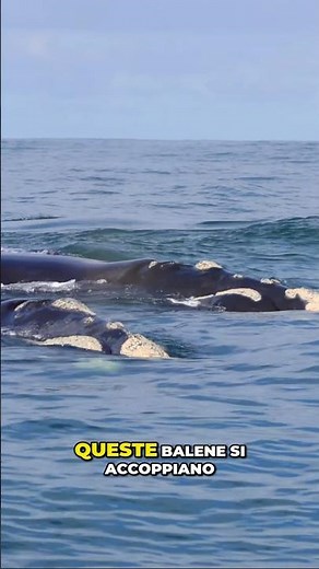 Balene in Sudafrica a Hermanus #whale #animals #whalewatching #southafrica #documentary #wildlife