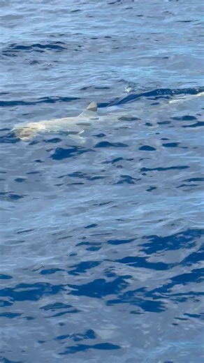 HAMMERTIME! 🦈 Spotted swimming off the Texas coast. The Hammerhead shark's unique head shape helps it detect and pin down prey. What a great way to close out #SharkWeek! 📽️ Lerrin Johnson | Texas Parks and Wildlife