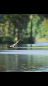 Get ready for a prehistoric adventure! 🦖🦕 This video is packed with amazing dinosaurs, bringing these ancient giants to life! From the mighty T-Rex to the gentle giants, prepare to be amazed by the incredible world of dinosaurs. What's your favorite dinosaur? Let us know in the comments! 👇 #Dinosaurs #Prehistoric #AncientGiants #TRex #Jurassic #Paleontology #DinosaurVideo #ExtinctAnimals #MesozoicEra | Love Dinosaurs