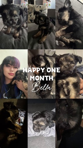 A little late but still celebrating ONE month of Bella 🎀🐶 #chihuahuastiktok #dogsofttiktok #puppytiktok #bellacore #fypシ