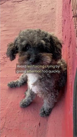 Why Dogs Cry at Night