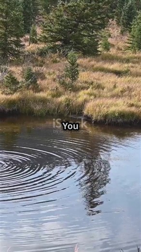 Orcas Hunting Moose: Captivating Nature Video