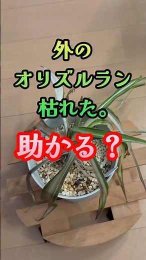 【枯れた】助かる？オリズルラン #強剪定 #再生栽培 #観葉植物 #観葉植物初心者 #自己責任 #我流 #取扱注意