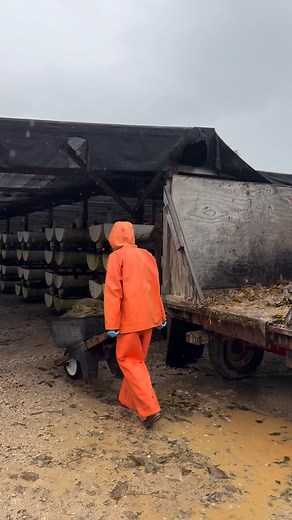 It seems in never rains in Southern California… until it does ☔️ With over a million abalone on the farm to feed, our team suited up in our finest Grundens and got to work hand-feeding 4 tons of wild harvested kelp. 🌿 | Cultured Abalone