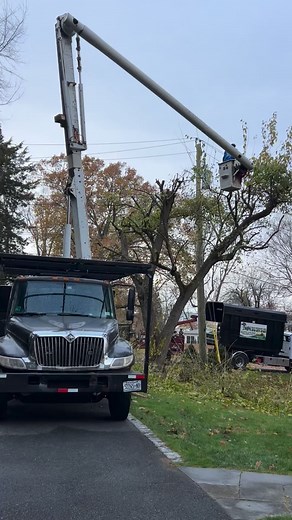 #treeremoval #excavation | W.M. Tree Remover