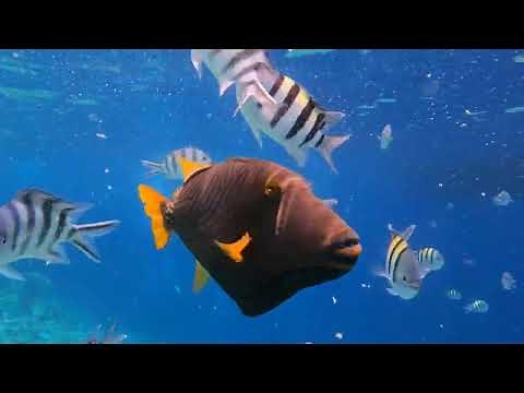 Red Sea snorkelling, Sharm El Sheikh 2023