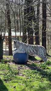 Glacier says, "Tigger is not the only one who loves playing with a big ball and rolling it down the hill so we can watch animal care staff carry it back up the hill!" #balll #playball #Glacier #Tigger #tiger #tigers #bigcats #reels #reelit #reelitfeelit #reelsviral #animalvideo #shorts #shortvideo #catvideo #TCWR #TurpentineCreek #GFAS #GlobalFederationAnimalSanctuaries #RescueToRefuge #Sanctuary #BigCat #Cats | Turpentine Creek Wildlife Refuge