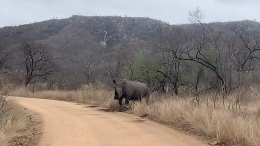 Watch this stunning footage of a White Rhino Bull doing his thing at one of his middens. Rhino Roadmaps: The Secret of the Midden One of the most fascinating — and lesser-known — behaviours of the White Rhinoceros is its use of dung middens. These aren’t just random piles of droppings; they’re complex, chemical “bulletin boards” used for communication, territory marking, and social order. What is a Midden? A midden is a communal dung pile where white rhinos repeatedly defecate in the same spot.