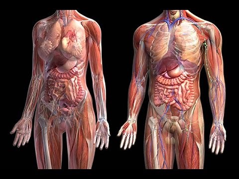 Como funciona el cuerpo humano , sus órganos y sistemas en 3D gratis