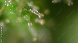 THC crystals super macro. Marijuna close-up. Hemp texture. Weed footage. Examining a medical marijuana plant under a microscope.