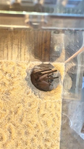 She’s so polite wtf. My tarantula throws her bricks at the glass in whatever corner she’s decided is the trash corner 😭