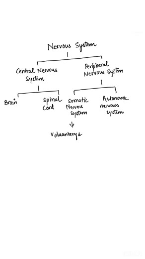 Nervous system simplified