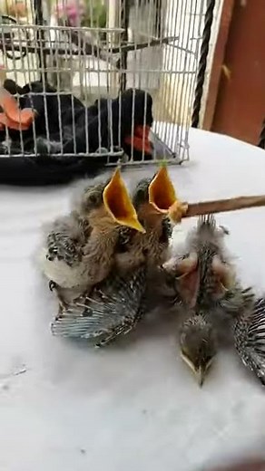 Como darle de comer a un bebé sinsonte