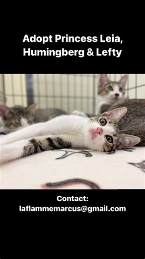 Adopt Princess Leia (f), Hummingbird (f) & Lefty (m). Beautiful siblings are sweet, loving & playful. If you're interested in adopting contact LouAnne at laflammemarcus@gmail.com | Community Concern for Cats