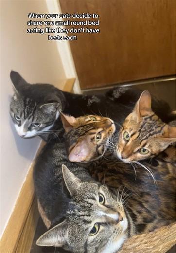 Cats Sharing a Small Round Bed Together