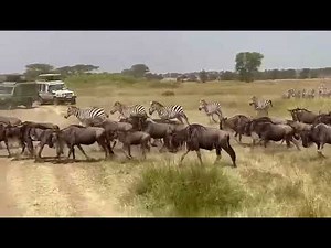 Wildebeest Migration in Serengeti National Park