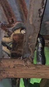 387K views · 2K reactions | Too many Santa Snakes visiting homes. Santa Tigre. 3rd in the last few days. Camps Fleurs on this Boxing Day morning. | Hunters Search and Rescue Team | Facebook