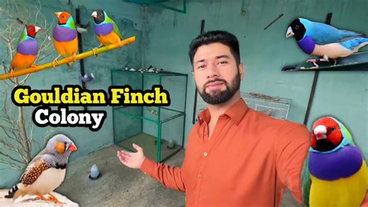 15K views · 338 reactions | Gouldian finch ki colony bna di | zebra finches ko master cage main chor diya | love birds | Birds Lover | Facebook