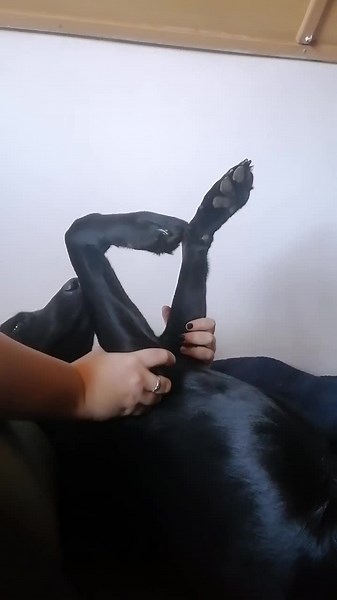 Error in dance #foryou #fyp #foryoupage #dog #blackdog #lab #blacklab #dogdance #error #xp #windows #labrador #dogerror #gundog #touch