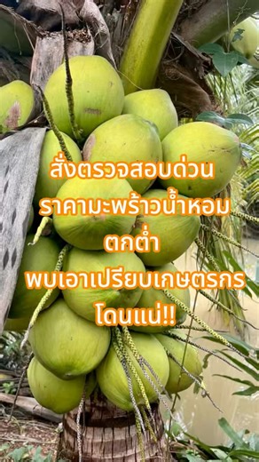 ธรรมนัส-ลั่น-ใช้-ไม้แข็ง-ฟันพ่อค้า-ล้ง-กดราคามะพร้าวน้ำหอม-ท่ามกลางวิกฤติรา