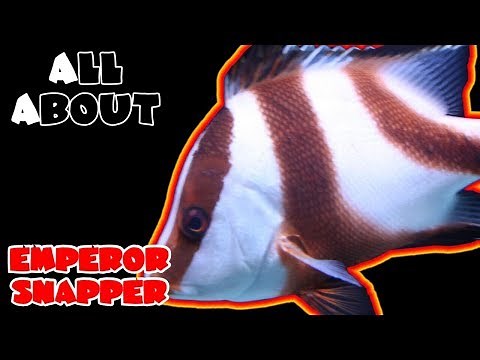 All About The Emperor Snapper