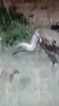 valture stealing wolfs meal 🐺