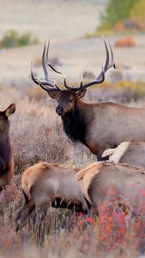 Sound up!! A longer look into the elk rut. This bull, known by many as K2, is believed to be one of the late Kahuna’s sons. #elk #bull #elkrut #rut #rockymountains #estespark #bugle #fyp #wild #nature | Colorado Wild Photography