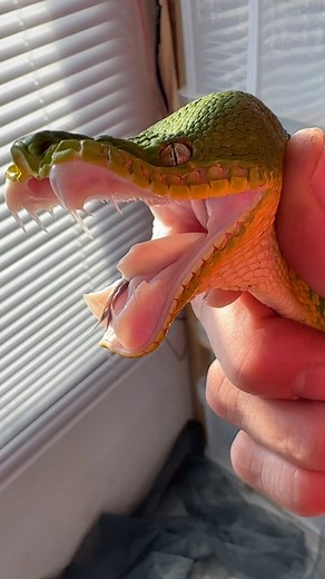 Real or fake? | Dingo