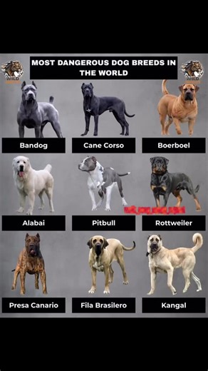 “Work Hard Nap Harder!” on Instagram: "“These breeds aren’t ‘dangerous’ — they’re misunderstood. Train, don’t blame. 🖤🐾” Bandog A powerful protection dog created by mixing mastiffs and bulldog-type breeds. Muscular, fearless, and bred specifically for guarding. Cane Corso An Italian mastiff known for its strength, intelligence, and natural guarding instinct. Confident, agile, and extremely loyal. Boerboel A South African farm guardian bred to defend homes from large predators. Massive, stable,