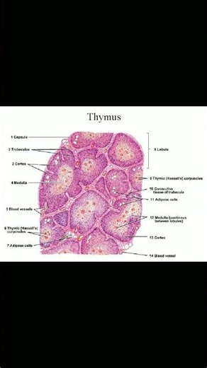 #Thymus gland