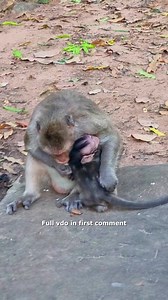 95K views · 1.6K reactions | Oh… Mom Spring Too Much A-ngry with Baby Summer – What Wrong? 沈 Check full vido in first comment | Hello Monkey | Facebook