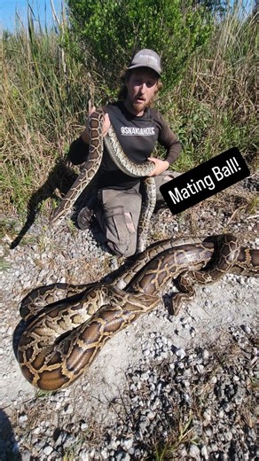 Kev Pav on Instagram: "Burmese Pythons form mating aggregations, sometimes are large as 5 pythons in a pile! The record that I'm aware of is 7 males to 1 female. This particular instance was 3 snakes, two males and a massive female, all intertwined like a twizzler! #fyp #foryou #explorepage #explore #snake #reptile #fypシ #reels #wildlife #nature #python #burmesepython #florida #floridaman #invasive #invasivespecies #burmese"