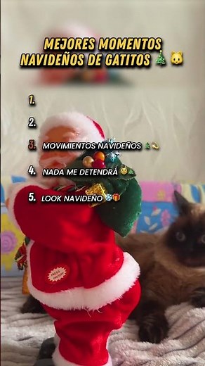 Los gatos más graciosos en Navidad te harán reír 🤣