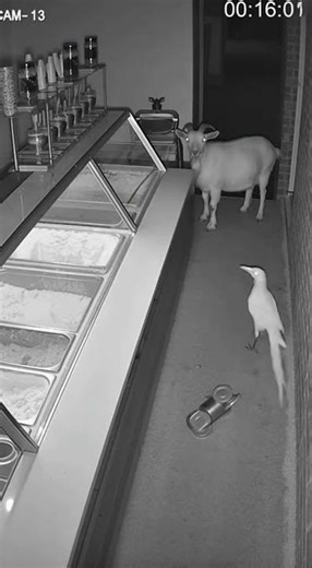 Security Cam Surprise