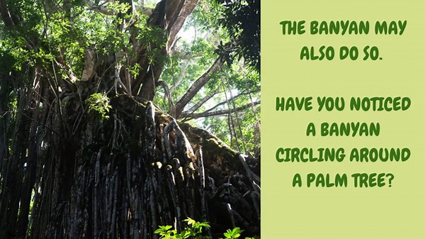Five Amazing Facts about India's National Tree - the Banyan Tree