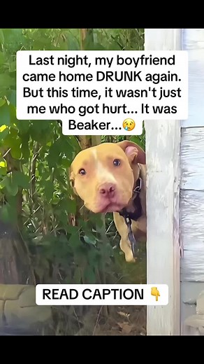 He wasn’t just my dog. He was my lifeline. And that night, he almost didn’t make it. Last night, my boyfriend came home drunk again. But this time… it wasn’t me who got hurt. It was Beaker. My sweet boy. My shadow. My everything. 😢 He was whimpering. Shaking. And the hits just kept coming. I screamed. I begged. But he wouldn’t stop. And that’s when something inside me snapped. He passed out. I grabbed a tote, unclipped Beaker’s collar, and with shaking hands, we ran. Every step creaked like bet