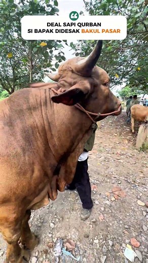 DEAL SAPI JUMBO 22 JUTA LEBIH🔥TAPI SI BAPAK DI DESAK #seru #heboh #nawar #sapi #viral #fyp #arogan