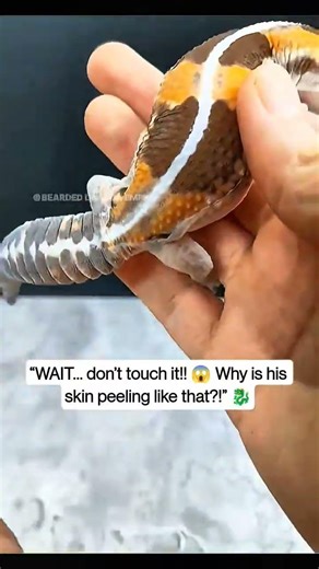 “Wait… His Skin Is Peeling Off Like THIS?! 😳🦎 (Don’t Touch It!)”