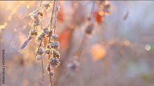 hoarfrost and rime . Frosty weather. Frost on plants. A branch in hoarfrost in the sun's rays. Late autumn and early winter weather.