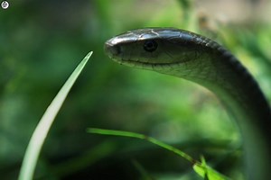 13K views · 428 reactions | African Rock Python( Part 1) :- [ हिन्दी डाक्यूमेंट्री ] , #nature #animals #documentary #discovery #survivalsworld Discover the story of an African rock python Queen in South Africa. | worldnaturehdtv | Facebook