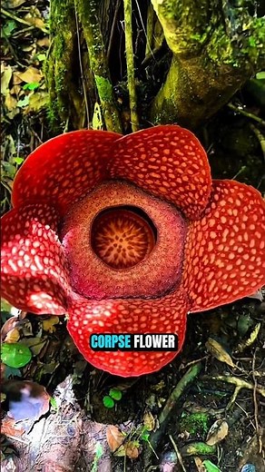 The Flower That Smells Like Death