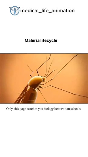 Medical + Science | The malaria parasite has a complex life cycle that alternates between a mosquito host and a human host. It begins when a female Anopheles... | Instagram