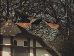 168 reactions · 87 shares | peacock flight slowmotion Reference | Let's Animate | Facebook