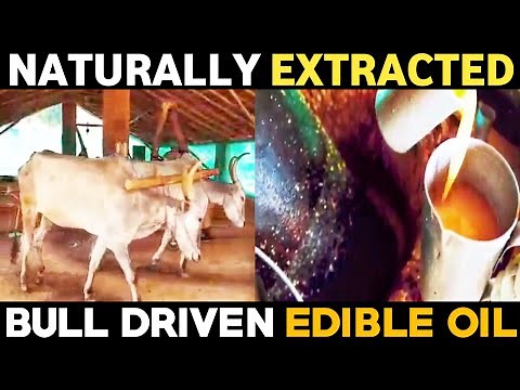 BULL DRIVEN OIL | Natural Extracted Edible OIL | organic oil manufacturing process | GROUNDNUT OIL