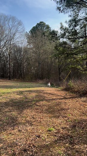 Covey’s first week back on birds after she completed whoa training! Would you want your pup to master these skills? Call/text us at 864-356-3196 to get started in our Steady-to-Flush pointing program! | Covey Kennels