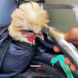 2.8M views · 10K reactions | _Ready for KFC interview!  | Ｔｈｏｕｓａｎｄｓ　Ｓｔｏｒｙ | Facebook